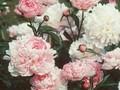 Paeonia lactiflora Solange Image 1