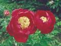 Paeonia lactiflora Surugu Image 1