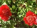 Paeonia lactiflora Torpilleur Image 1