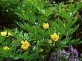 Paeonia lutea Image 1