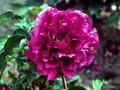 Paeonia Lutea-Grp Souvenir de Ducher Image 1