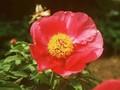 Paeonia mollis Image 1