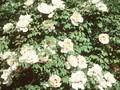 Paeonia moutan Image 1