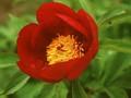 Paeonia officinalis Image 1