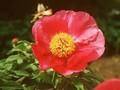 Paeonia officinalis Mollis Image 1