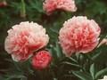 Paeonia officinalis Rosea Plena Image 1