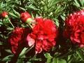 Paeonia officinalis Rubra Plena Image 1