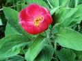 Paeonia peregrina Fire King Image 1