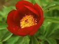 Paeonia peregrina var humilis Image 1