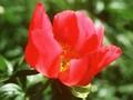 Paeonia peregrina Sunshine Image 1