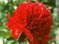 Paeonia Red Charm Image 1