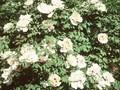 Paeonia suffruticosa Image 1