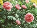 Paeonia Suffruticosa-Grp Baronne d Ales Image 1