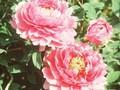 Paeonia Suffruticosa-Grp Beaute de Twickel Image 1