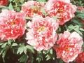 Paeonia Suffruticosa-Grp Comtesse de Tuder Image 1