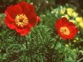 Paeonia tenuifolia Image 1