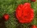 Paeonia tenuifolia Fern Leaf Image 1
