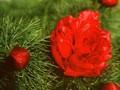 Paeonia tenuifolia Plena Image 1