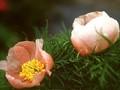 Paeonia tenuifolia Rosea Image 1