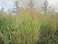 Panicum virgatum Rehbraun Image 1