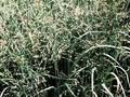 Panicum virgatum Strictum Image 1