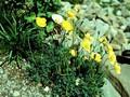 Papaver alpinum Image 1