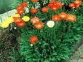 Papaver nudicaule Gartenzwerg Image 1