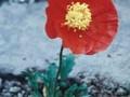 Papaver nudicaule Giganteum Matador Image 1