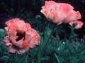 Papaver orientale Arwide Image 1