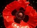 Papaver orientale Fruhrot Image 1
