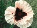 Papaver orientale Lighthouse Image 1
