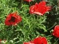 Papaver orientale Marcus Perry Image 1