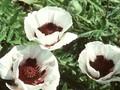 Papaver orientale Perry s White Image 1