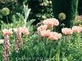 Papaver orientale Rosenpokal Image 1
