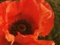 Papaver orientale Sindbad Image 1