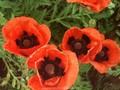 Papaver orientale Sturmfackel Image 1