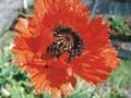 Papaver orientale Turkenlouis Image 1