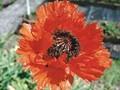 Papaver orientale Turkish Delight Image 1