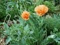 Papaver pilosum Image 1