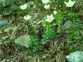 Parnassia palustris Image 1