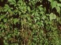 Parthenocissus henryana Image 1