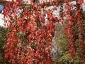 Parthenocissus quinquefolia Image 1