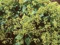 Patrinia gibbosa Image 1
