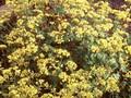 Patrinia triloba Image 1