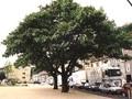Paulownia tomentosa Image 1