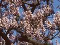 Paulownia imperialis Image 1