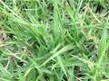 Pennisetum clandestinum Image 2