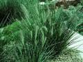Pennisetum alopecuroides Image 1