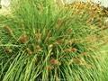 Pennisetum alopecuroides Japonicum Image 1