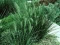 Pennisetum compressum Image 1